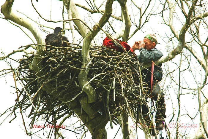 Bald eagles in New York